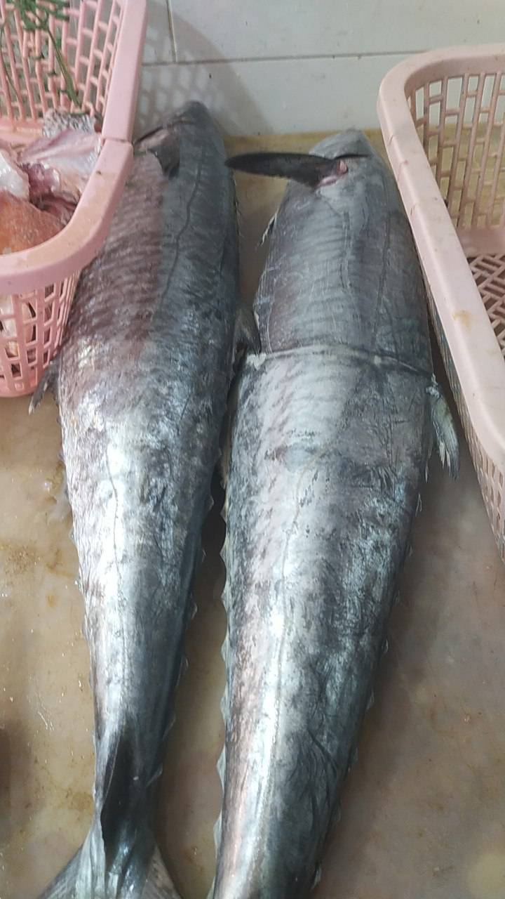 تصویر 3 از قیمت فوق العاده ماهی شیر بوشهر