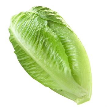تصویر 4 از کاهو تازه چیده شده مناسب ترکیب غذایی