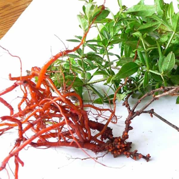 روناس فرآوری شده برای مصارف خانگی و روزمره