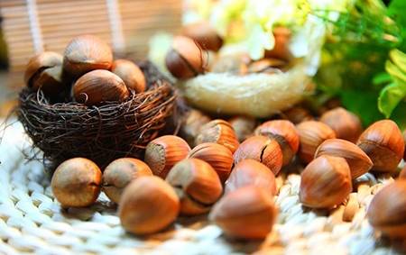 خرید فندق تازه