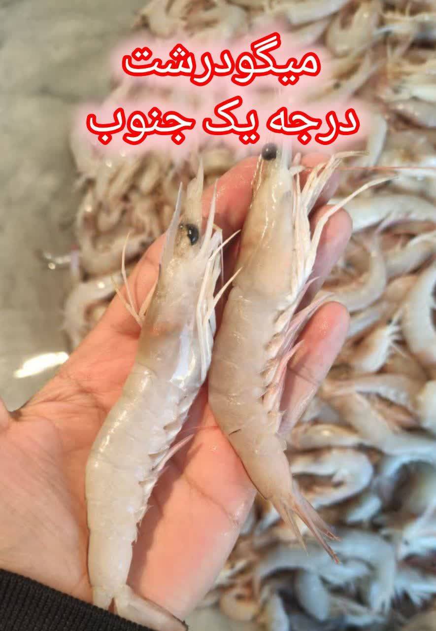 خرید مستقیم میگو تازه جنوب