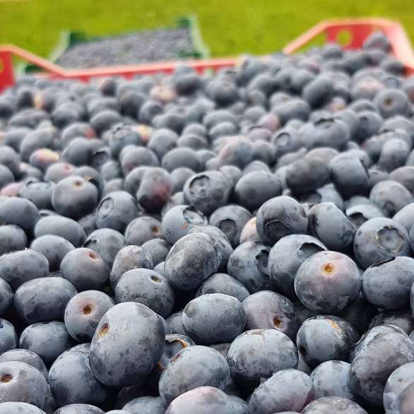 قیمت بلوبری ارگانیک