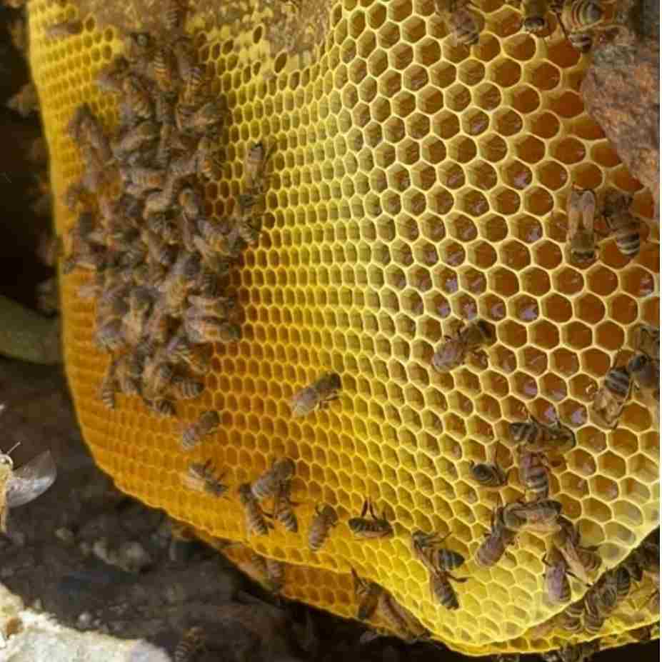 تصویر 1 از عسل کوهی وحشی با بسته بندی استاندارد و حفظ کیفیت محصول تا زمان مصرف