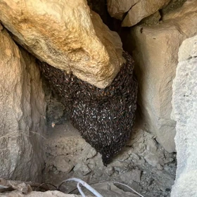 تصویر 3 از عسل کوهی وحشی با بسته بندی استاندارد و حفظ کیفیت محصول تا زمان مصرف