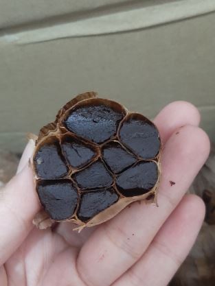 سیر
