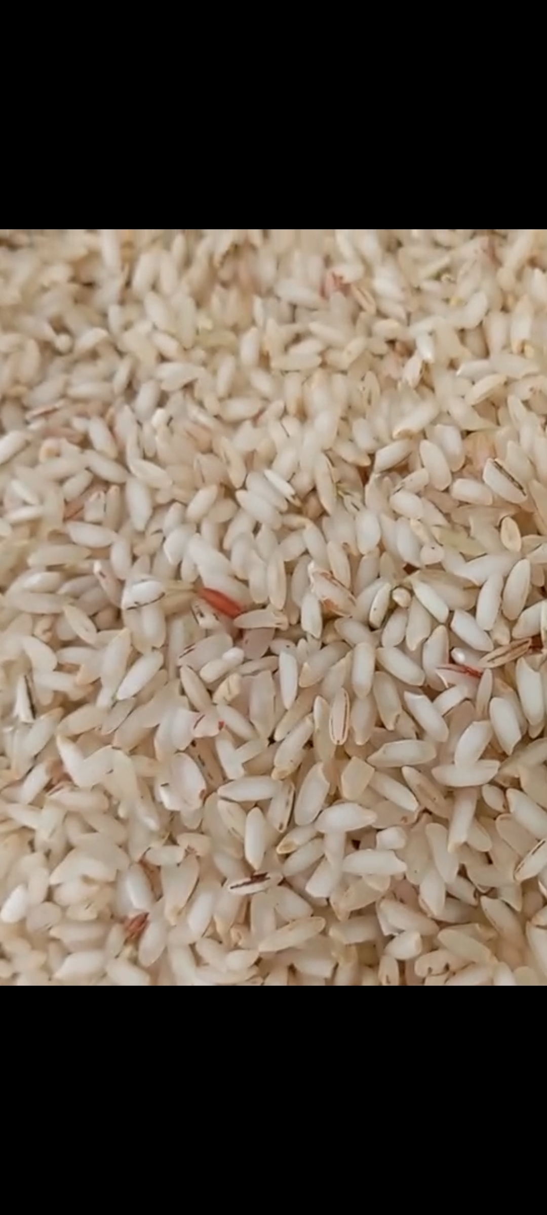 خرید عمده برنج عنبر بو عطری