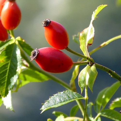 تصویر 3 از میوه نسترن کوهی سرشار از ویتامین برای تقویت سیستم دفاعی بدن