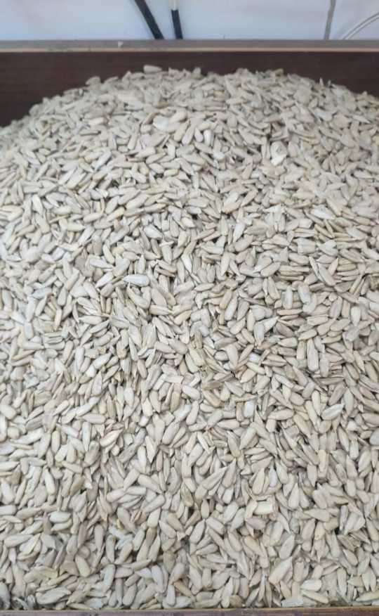 فروش مغز
