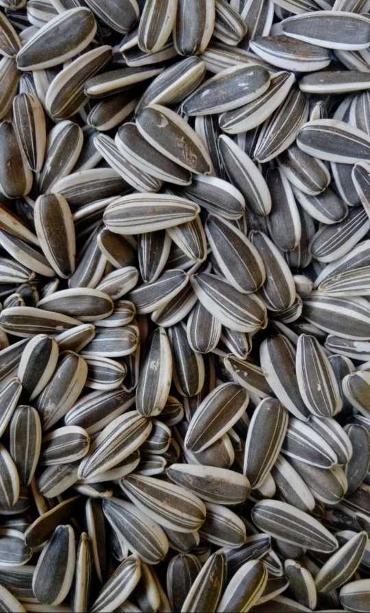 تصویر 1 از قیمت تخمه آفتابگردان S300 عمده
