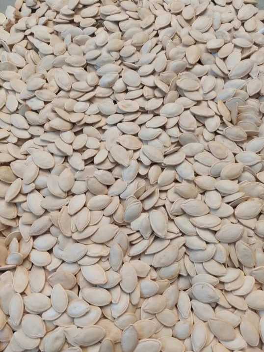 تصویر 1 از خرید تخمه کدو عمده با کیفیت بالا