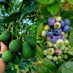 فروش عمده بلوبری و آووکادو تولید ایران