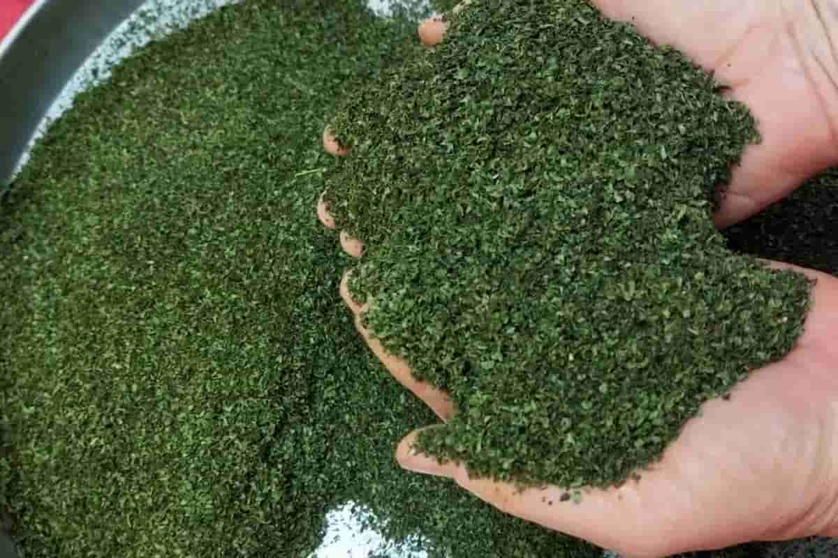 فروش نعنا خشک