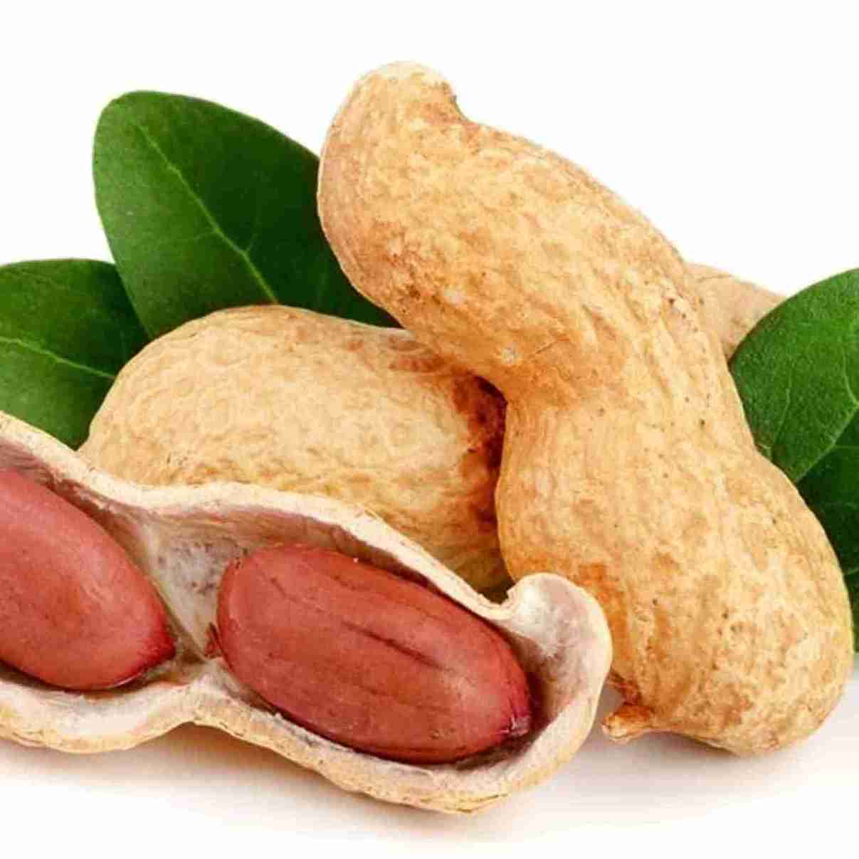 بادام زمینی روکش دار با کیفیت مطلوب و ماندگار