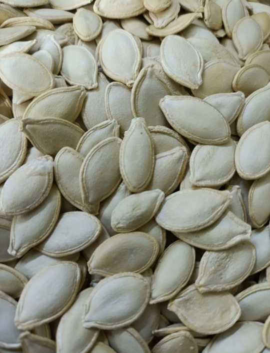 فروش تخمه کدو
