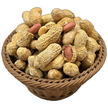 تصویر 4 از بادام زمینی غلاف دار درشت و خوش خوراک