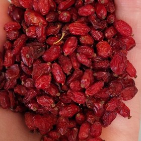 فروش زرشک تازه