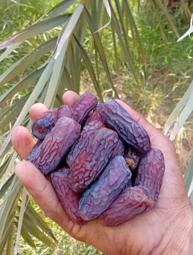 بسته‌بندی حرفه‌ای خرما پیارم