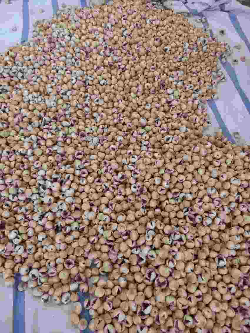 فروش انجیر