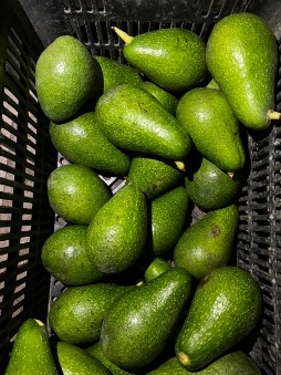تصویر 3 از فروش آووکادو ایرانی درجه یک عمده