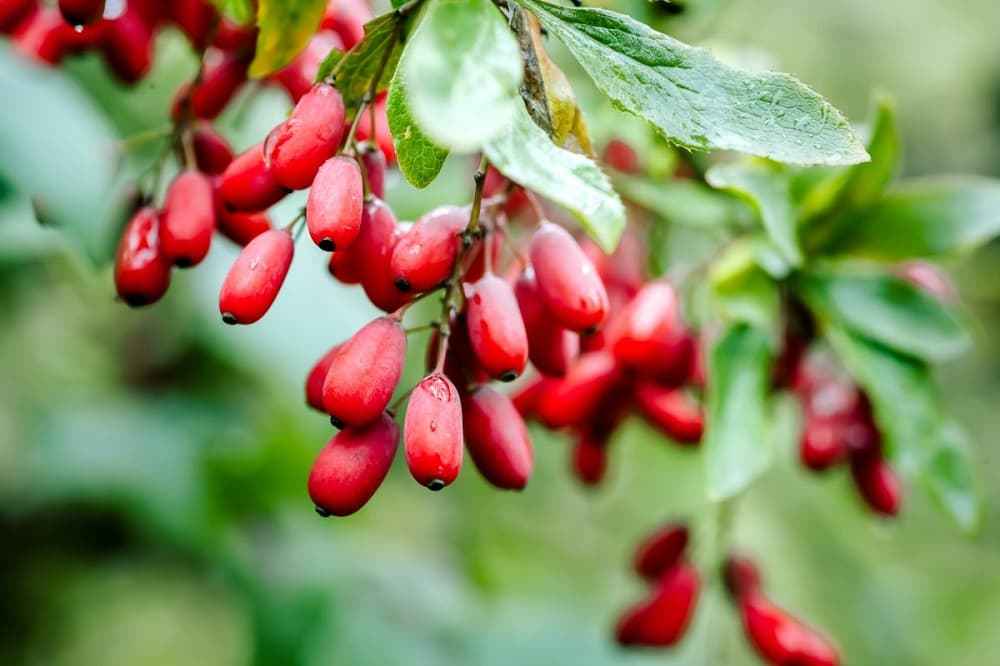 فروش زرشک جنگلی