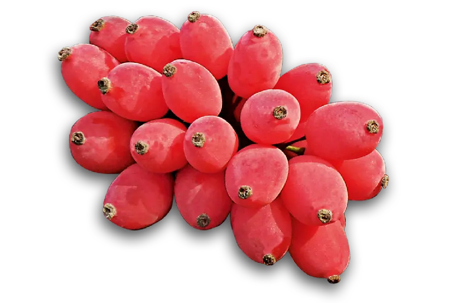 زرشک جنگلی