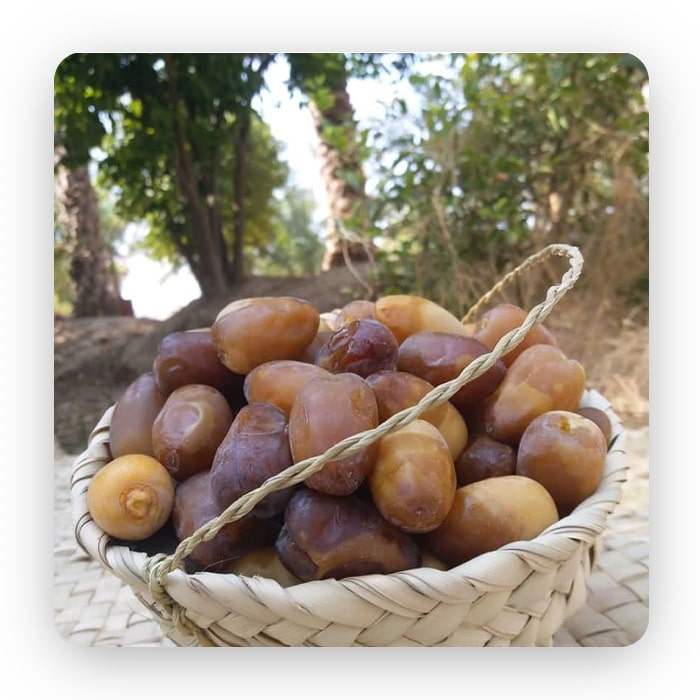 رطب