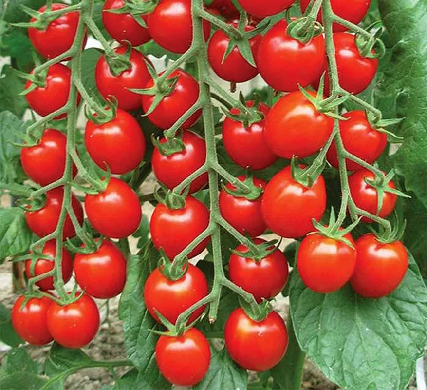 تصویر 4 از رب گوجه فرنگی هیراد ارگانیک در وزن های مختلف