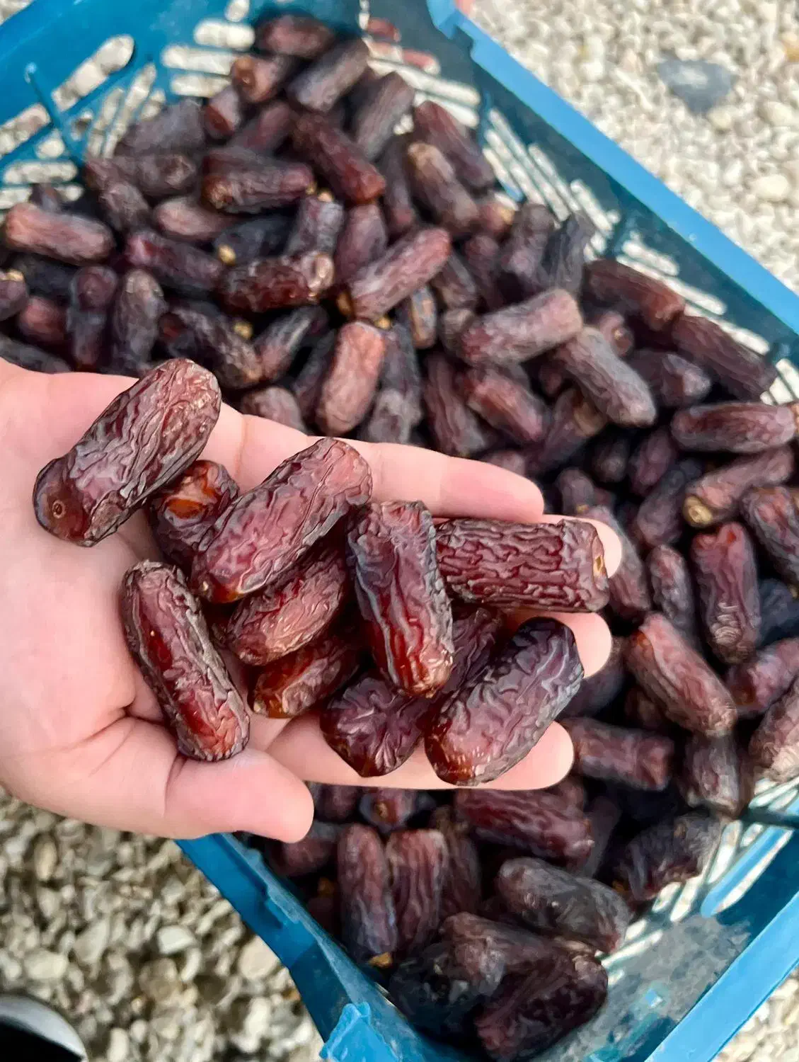 چگونه تأمین‌کننده معتبر خرمای پیارم را انتخاب کنیم؟