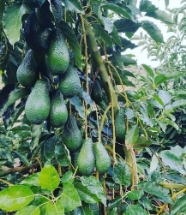 خرید عمده نهال آووکادو در سال ۱۴۰۵