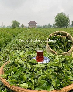چرا بسیاری از افراد چای لاهیجان را انتخاب می کنند