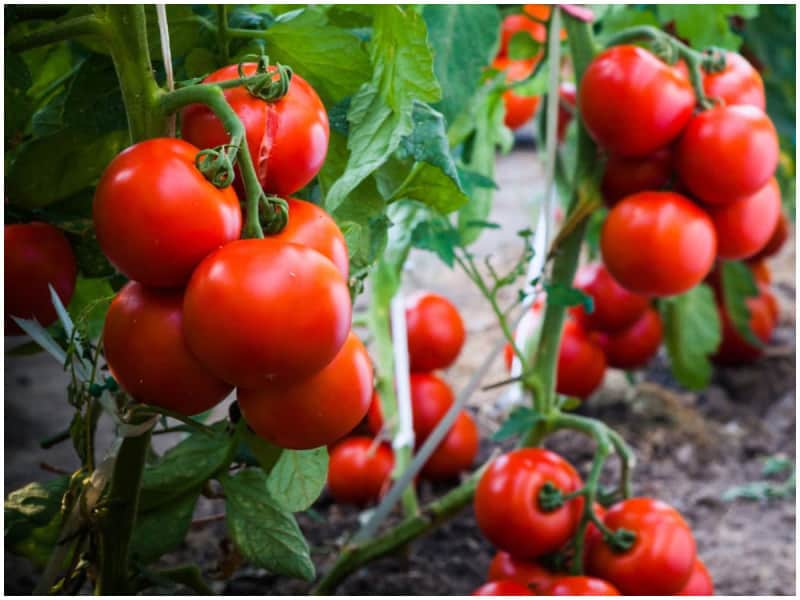 تصویر 1 از فروش عمده رب گوجه فرنگی هایلی با قیمت رقابتی