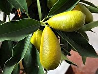 تصویر 2 از لیمو ترش لایم کوات در مازندران مناسب مصارف تازه خوری و فرآوری