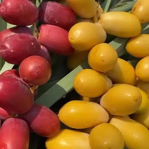 خرما خارک دستچین شده از نخلستان های حاصلخیز جنوب کشور