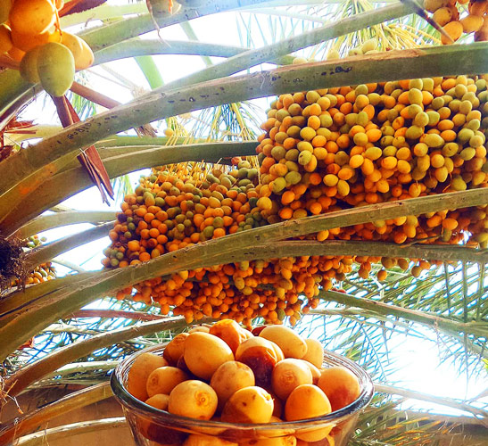 تصویر 4 از خرما خارک شیرین و ترد مناسب مصرف روزانه و خانگی