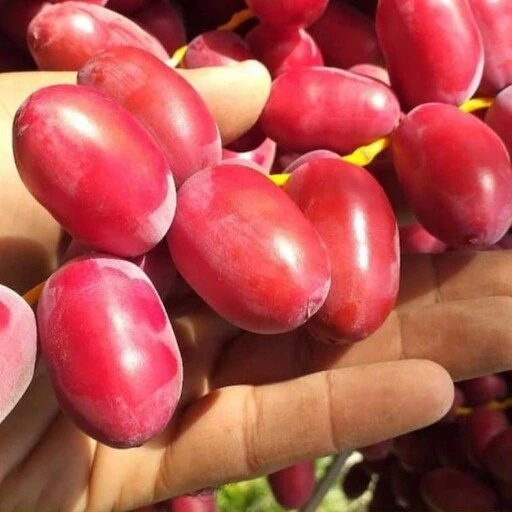 تصویر 1 از خرما خارک تازه و طبیعی برداشت شده از نخلستان های جنوب کشور