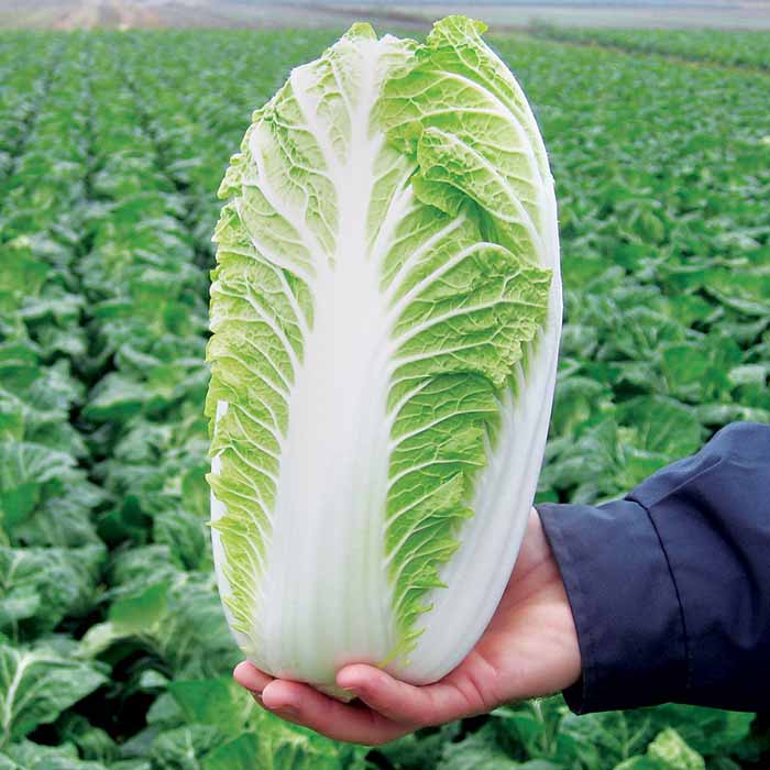 تصویر 6 از کاهو چینی مرغوب تازه برداشت شده از مزارع