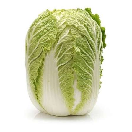 کاهو چینی مرغوب تازه برداشت شده از مزارع