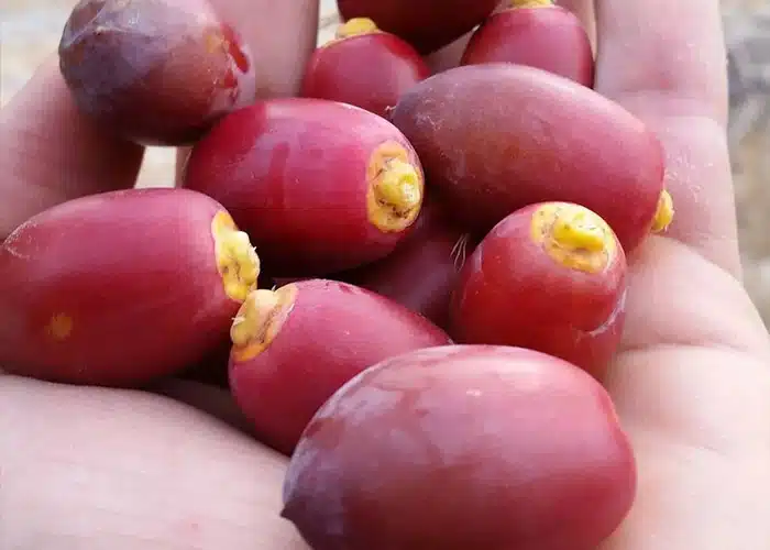 تصویر 4 از خرما خارک ممتاز دستچین شده توسط نخلداران محلی با دقت انتخابی و با کیفیت بالا