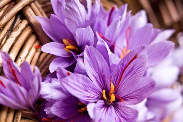 تصویر 2 از زعفران گلخانه ای مناسب مصرف خانگی و صنعتی