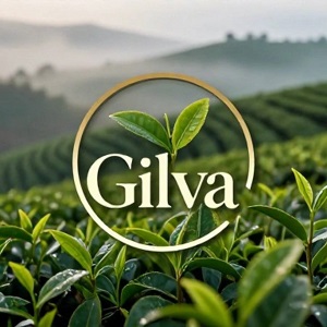 چای لاهیجان گیلوا؛ طعم اصیل چای ایرانی