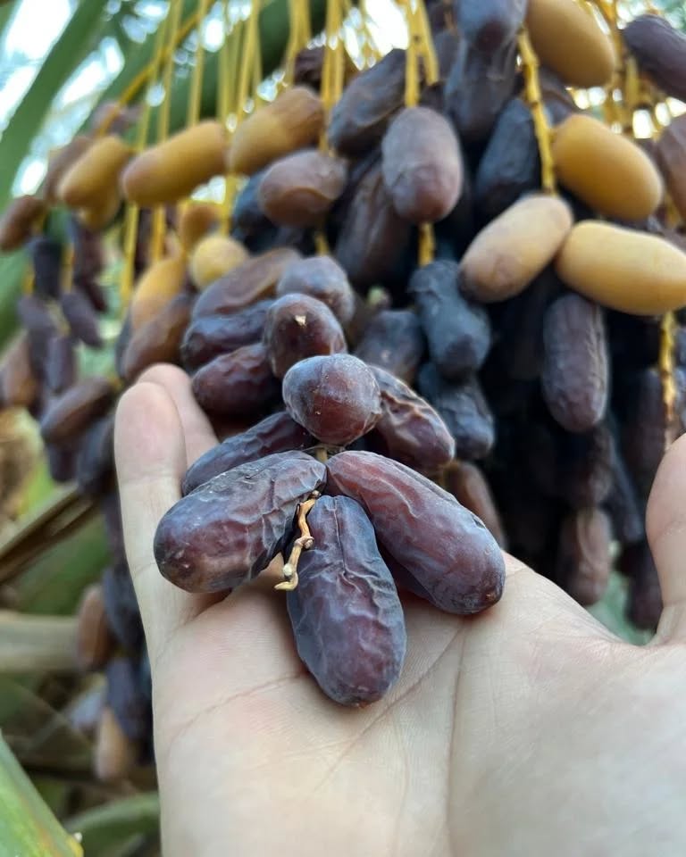 خرمای پیارم درجه یک
