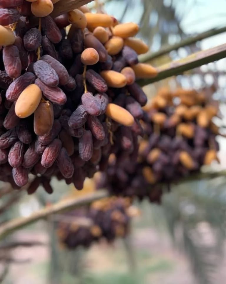 تأمین عمده خرما پیارم