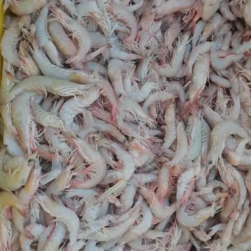 تصویر 1 از میگو پلویی ریز و تازه مناسب طبخ غذاهای سنتی جنوبی