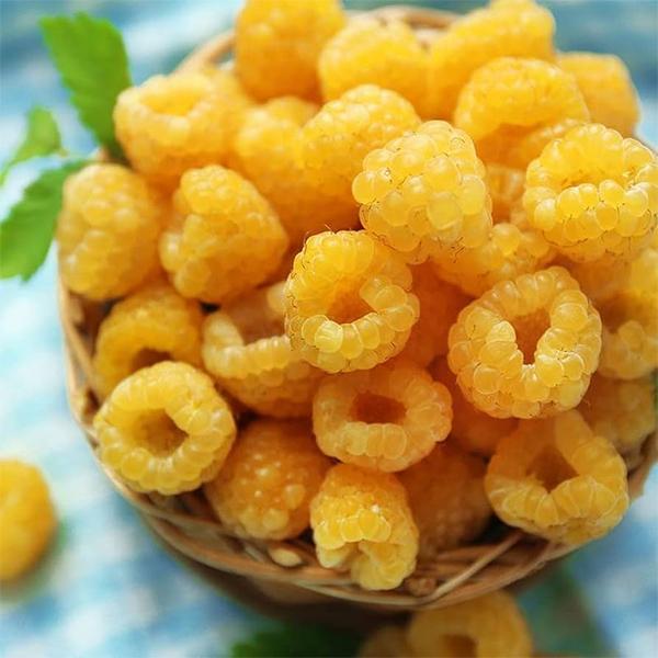 مرکز تولید عمده بلوبری، بلک‌ بری و رزبری