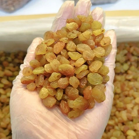 فروش کشمش گلدن