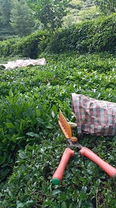 تشخیص چای ایرانی تازه