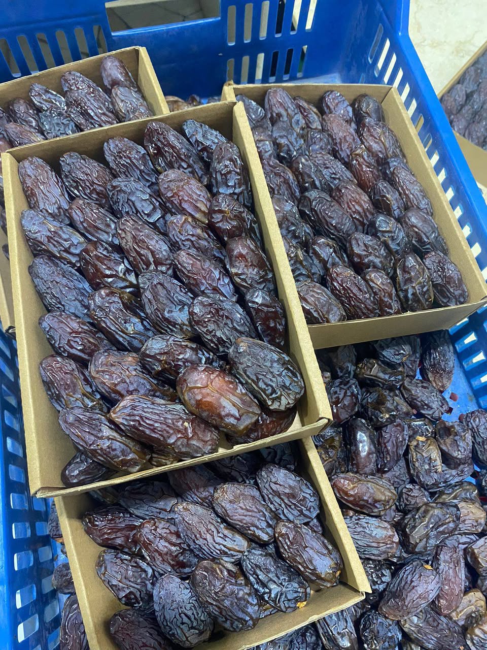 خرید عمده خرما مجول صادراتی