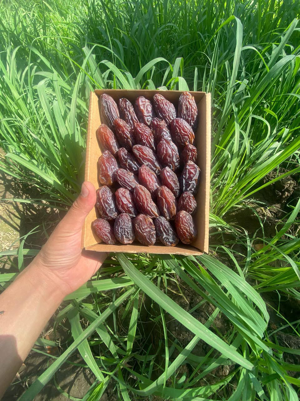تصویر 1 از قیمت عمده خرما مجول مراکشی