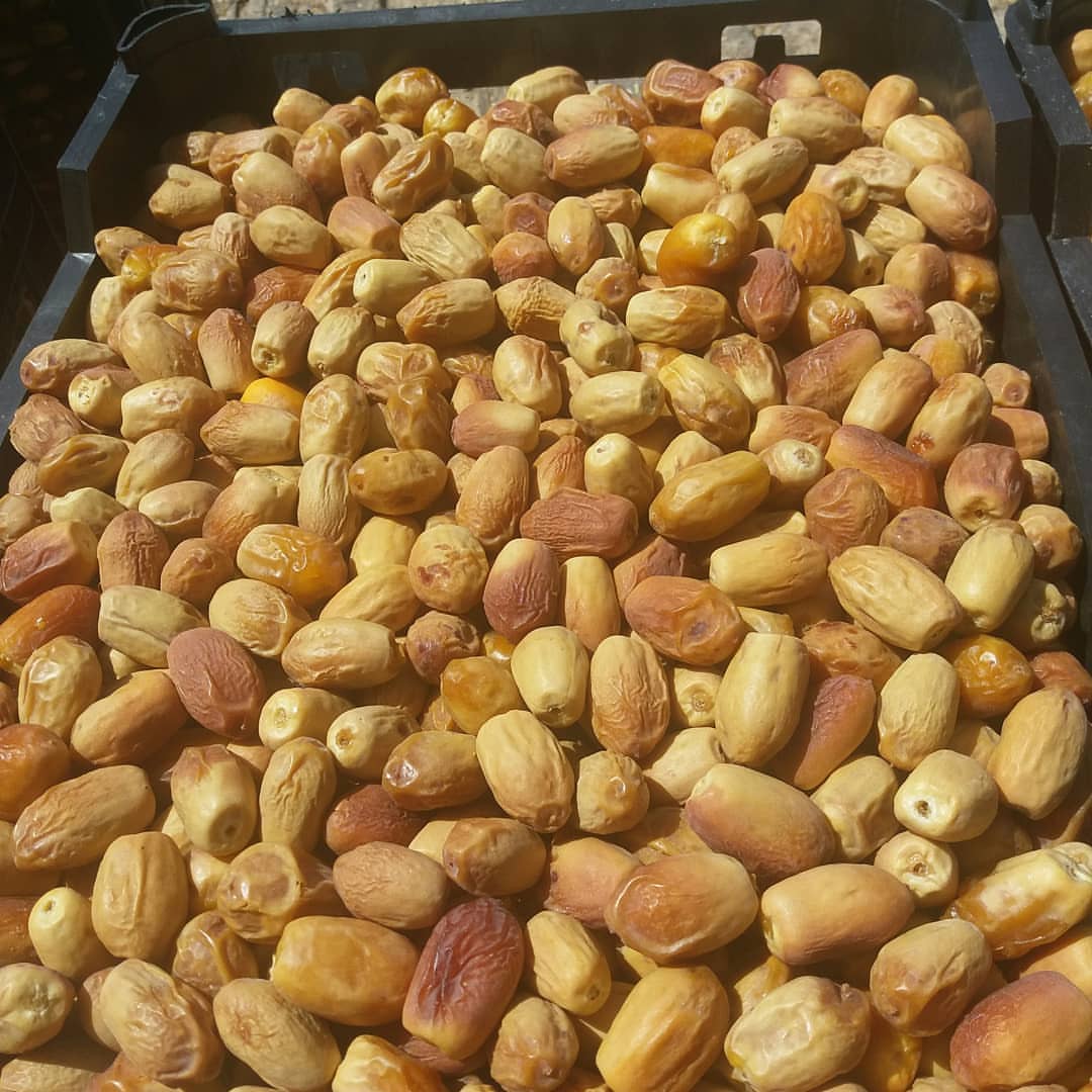 خرید مستقیم خرما زاهدی با قیمت مناسب