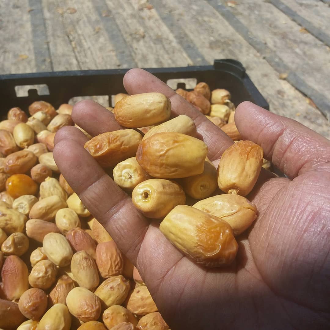 تصویر 4 از خرما زاهدی با کیفیت و بسته‌بندی حرفه‌ای
